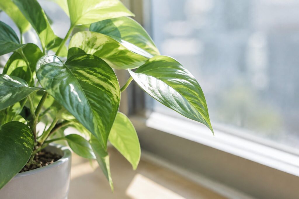 オフィスの窓辺で自然光を受ける観葉植物の葉